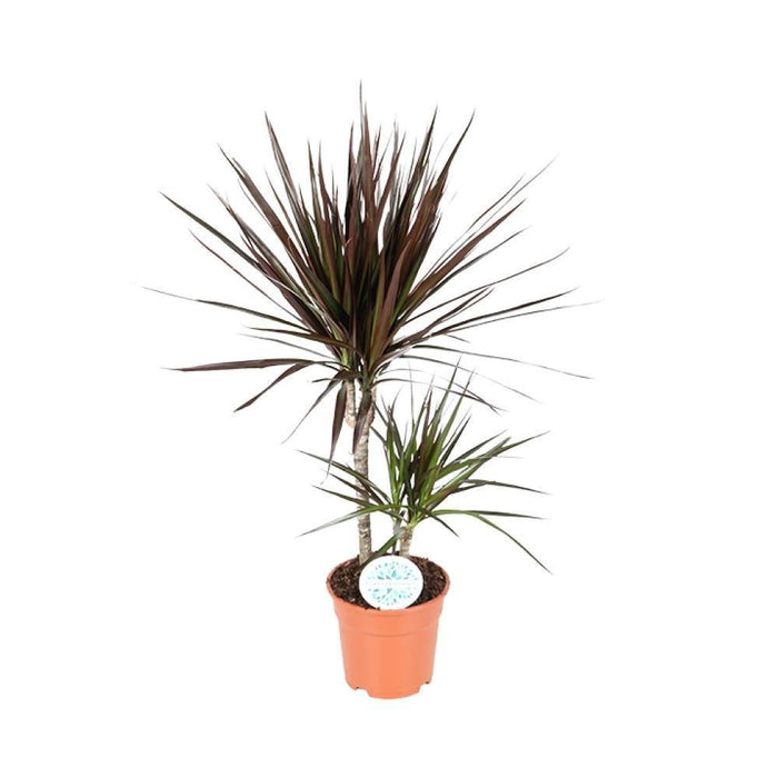 Dracaena Magenta