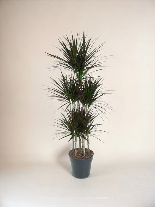 Dracaena Magenta Karusell - 150Cm - Ø31