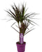 Dracaena Magenta