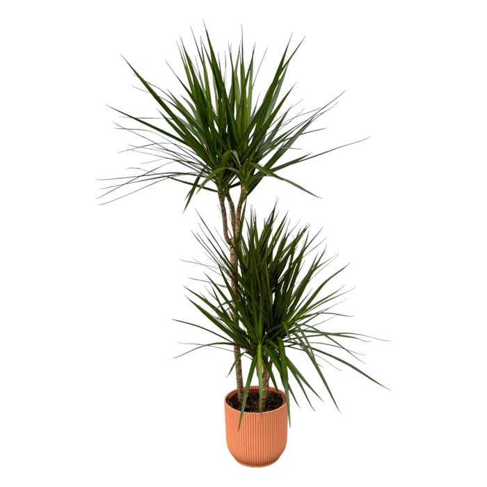 Dracaena Marginata