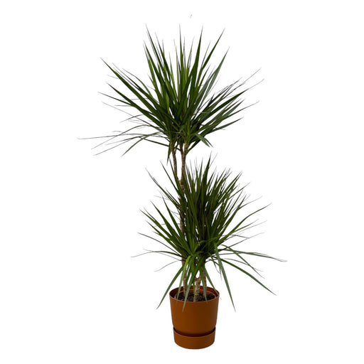 Dracaena Marginata - ↨120Cm - Ø21Cm Inkludert Elho Greenville Rund Bruin D24Xh23