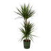 Dracaena Marginata - ↨120Cm - Ø21Cm Inkludert Elho Greenville Rund Grønn D24Xh23