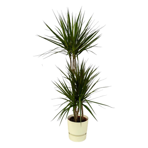 Dracaena Marginata - ↨120Cm - Ø21Cm Inkludert Elho Greenville Rund Wit D24Xh23