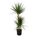 Dracaena Marginata - ↨120Cm - Ø21Cm Inkludert Elho Greenville Round Zwart D24Xh23