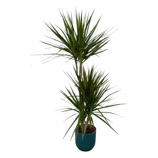 Dracaena Marginata - ↨120Cm - Ø21Cm Inkludert Elho Vibes Fold Rund Blauw D22Xh20