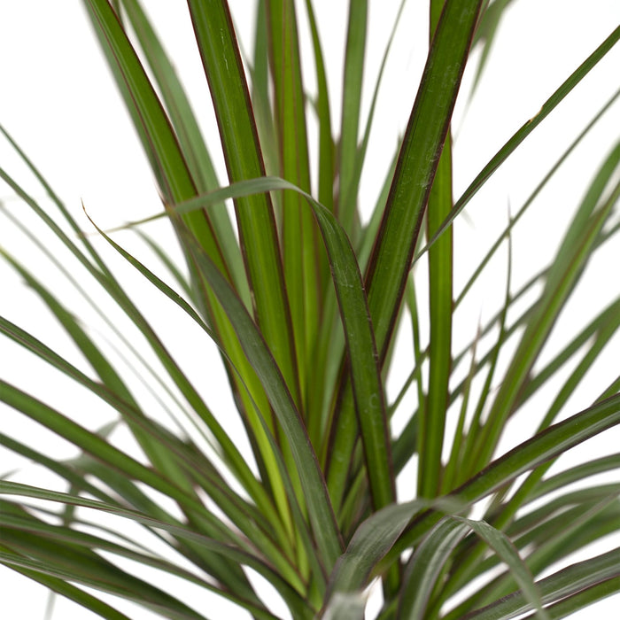 Dracaena Marginata