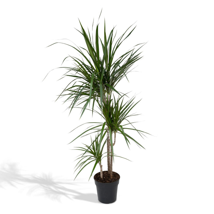 Dracaena Marginata H115Cm