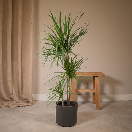 Dracaena Marginata H115Cm