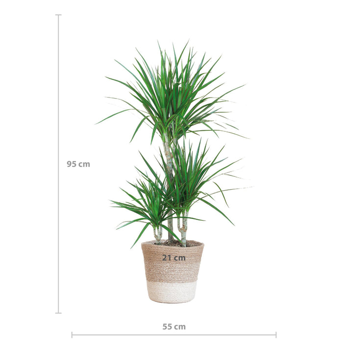 Dracaena Marginata Og Dens Gryte