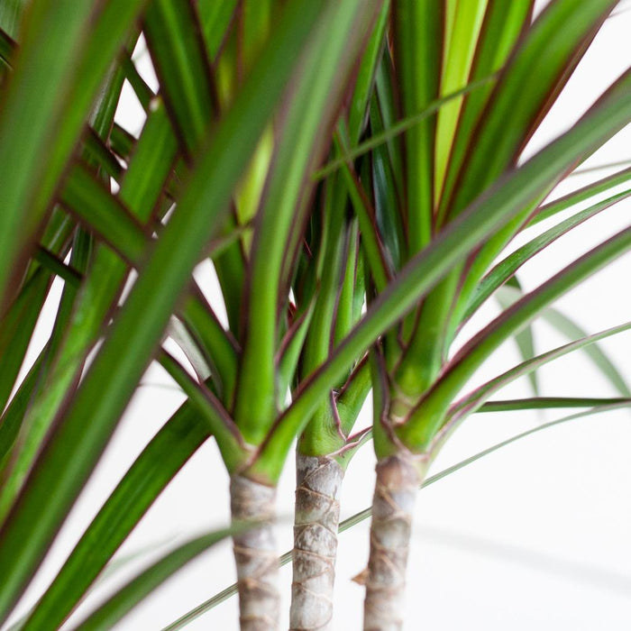 Dracaena Marginata Og Dens Gryte