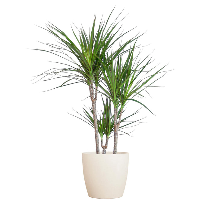 Dracaena Marginata Og Dens Gryte