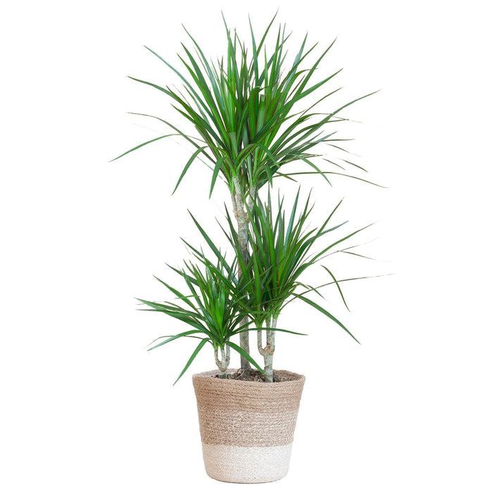 Dracaena Marginata Og Dens Gryte