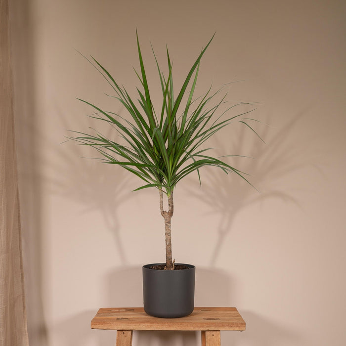 Dracaena Marginata