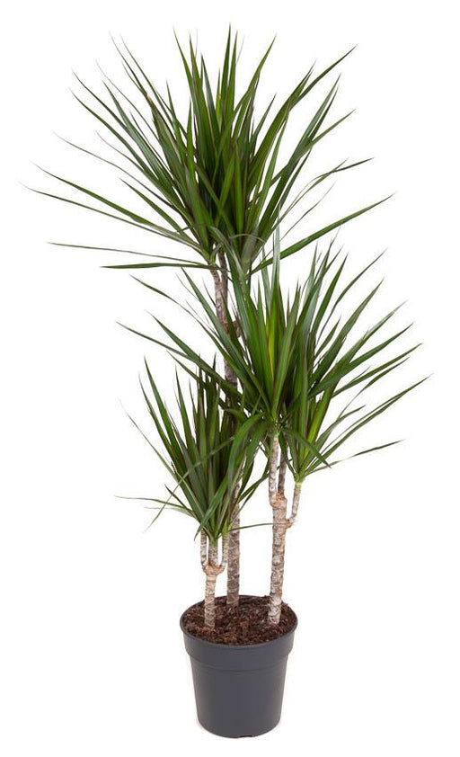 Dracaena Marginata