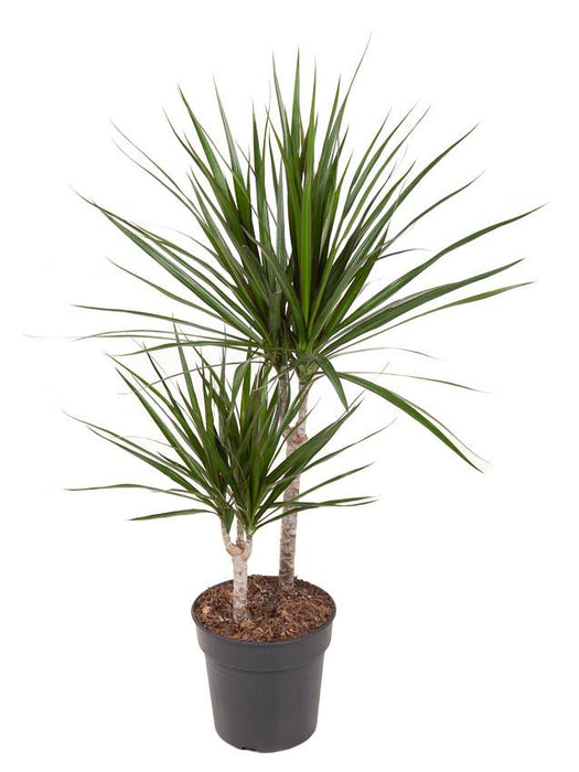 Dracaena Marginata