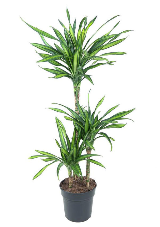 Dracaena 'Riki'