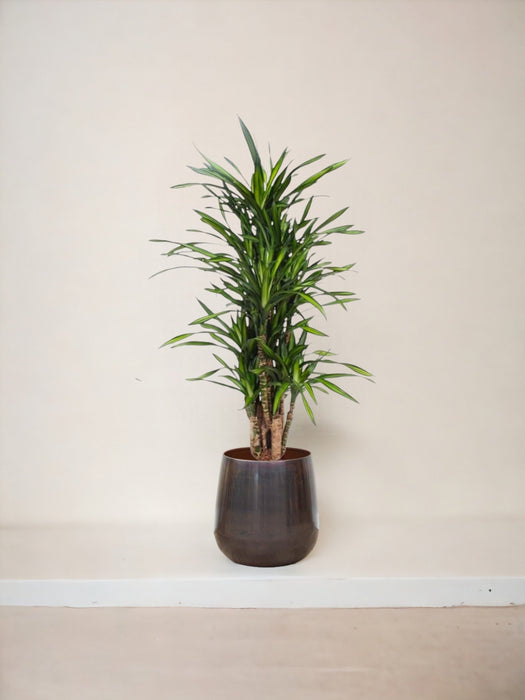 Dracaena Riki