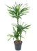 Dracaena 'Riki'