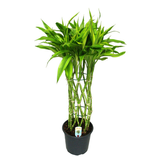 Dracaena Sandriana Gull