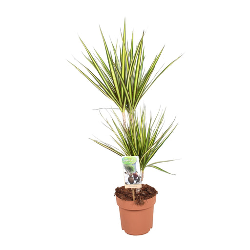 Dracaena 'Sunray'