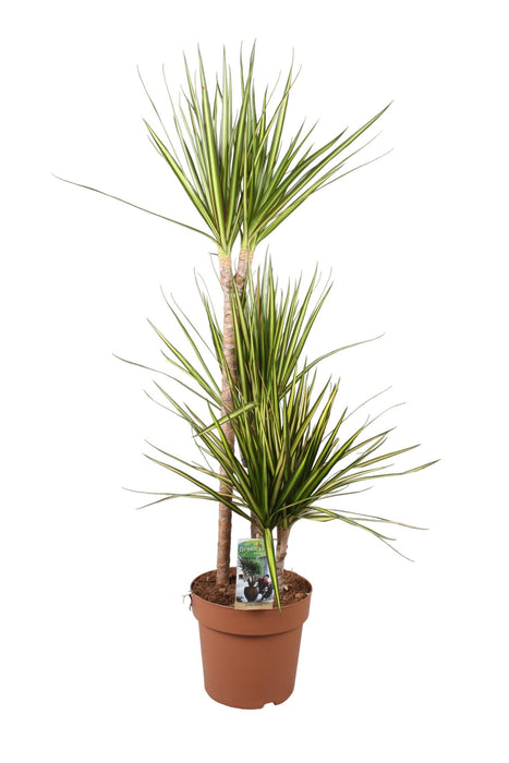 Dracaena 'Sunray'