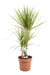 Dracaena 'Sunray'