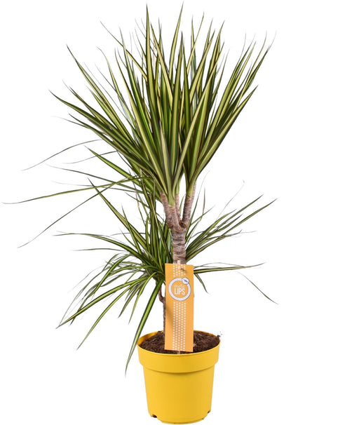 Dracaena 'Sunray'