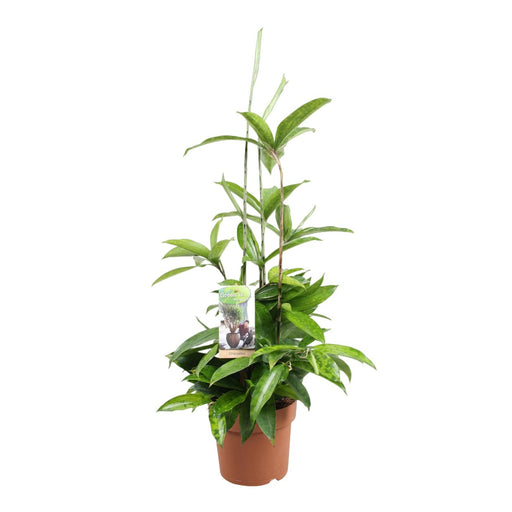 Dracaena 'Surculosa'