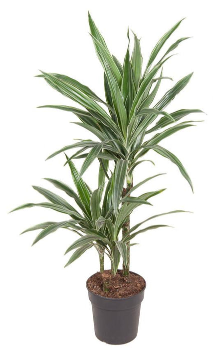 Dracaena 'Warneckei'