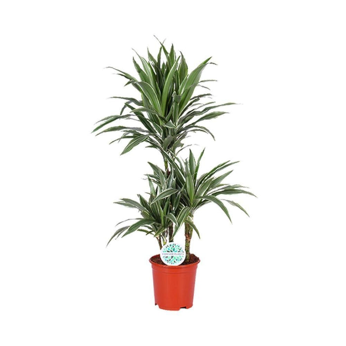 Dracaena 'Warneckei'