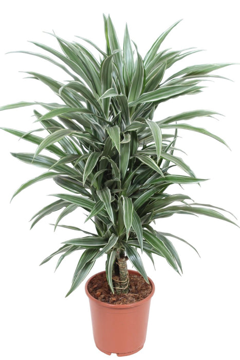 Dracaena 'Warneckei'