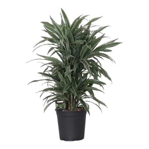 Dracaena 'Warneckei'