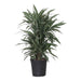 Dracaena 'Warneckei'