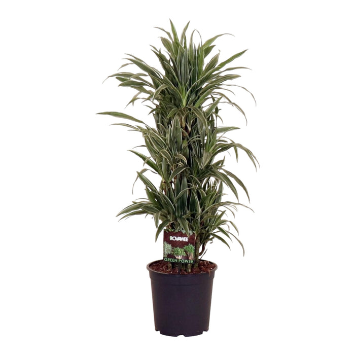 Dracaena 'Warneckei'