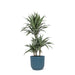 Dracaena Warneckii Og Dens Potte