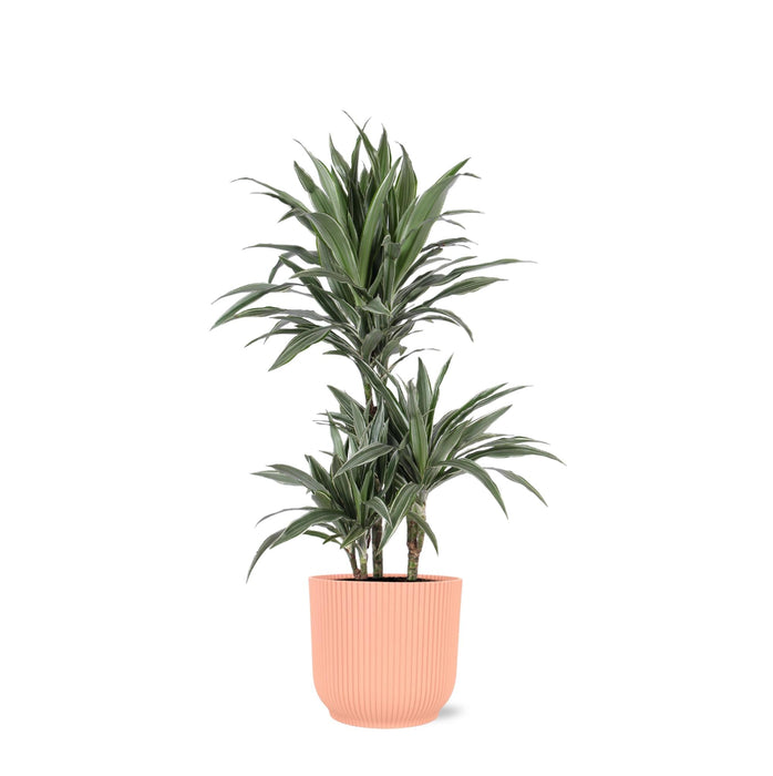 Dracaena Warneckii Og Dens Potte