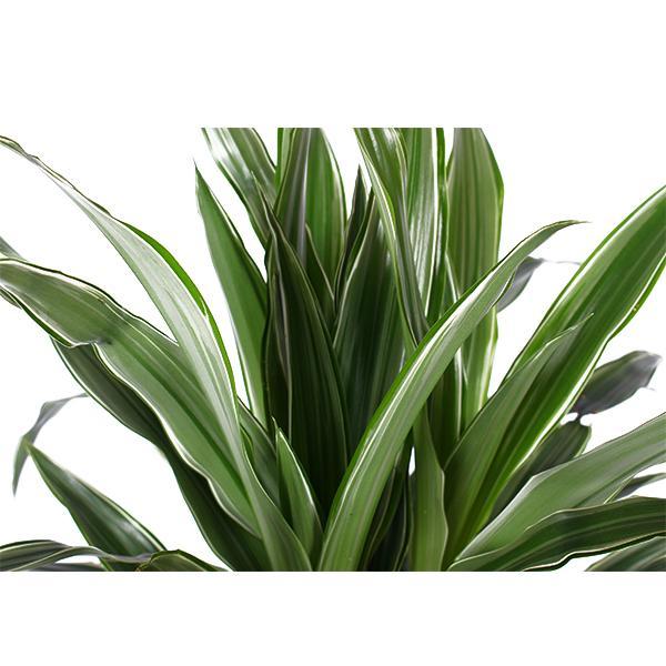 Dracaena Warneckii Og Dens Potte