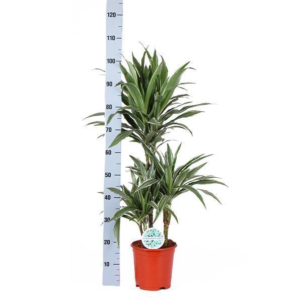 Dracaena Warneckii Og Dens Potte