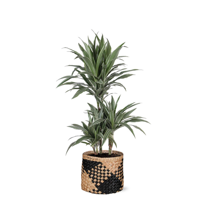 Dracaena Warneckii Og Dens Potte