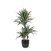 Dracaena Warneckii Og Dens Potte