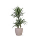 Dracaena Warneckii Og Dens Potte