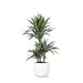 Dracaena Warneckii Og Dens Potte