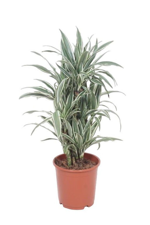 Dracaena 'White Stripe'