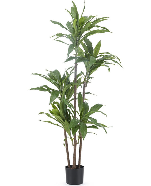 Dracena Fragnans - Stor Kunstig Plante