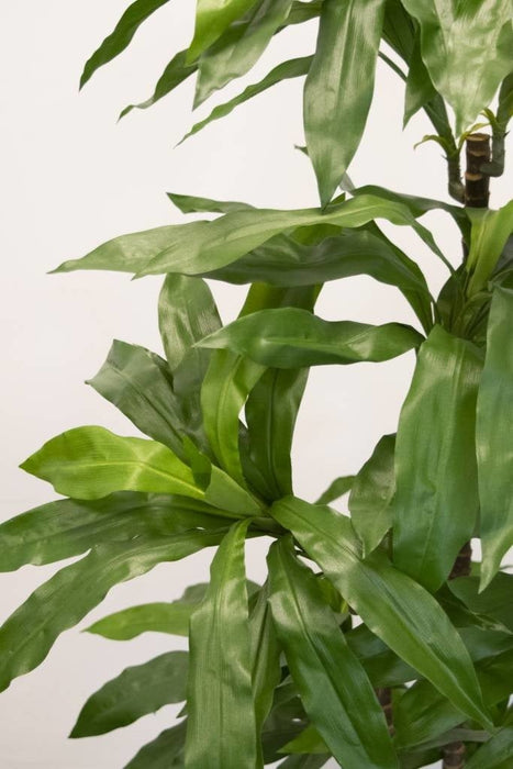 Dracena Fragnans - Stor Kunstig Plante