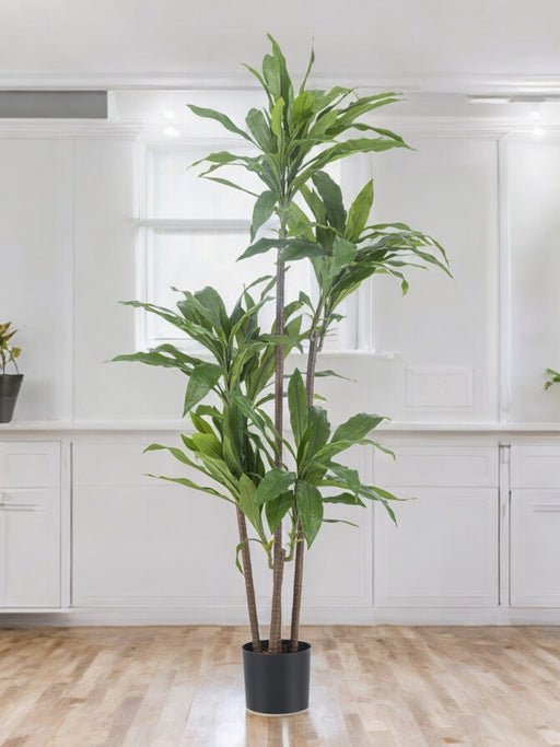 Dracena Fragnans - Stor Kunstig Plante