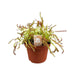 Drosera Capensis