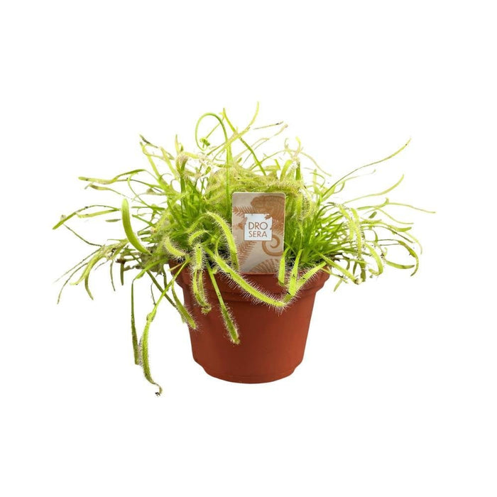 Drosera Capensis