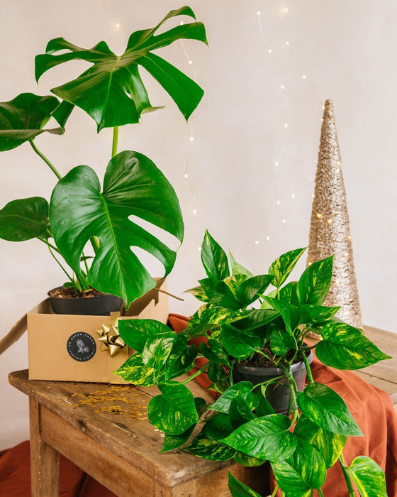 Star Plant Duo - Monstera & Pothos