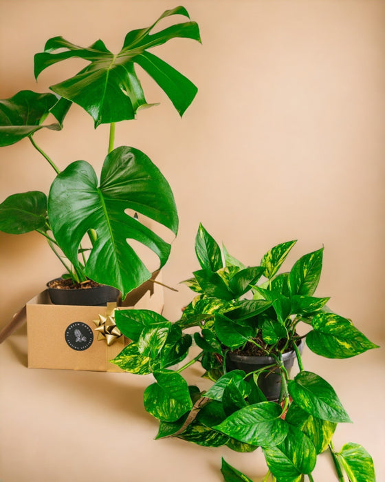 Star Plant Duo - Monstera & Pothos